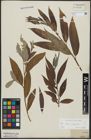 Foto von Salix alba L. x Salix fragilis L.
